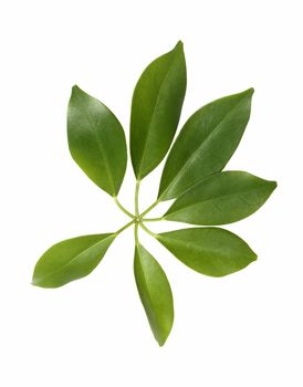 Home plant with green leaves isolated on white background with clipping path