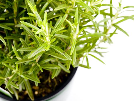 Fresh rosemary on white background