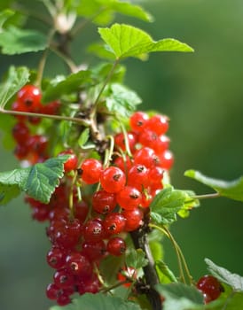 red currant bush, shot outside, shallow DOF