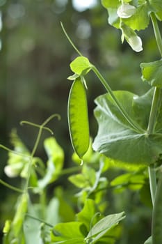 peas vine, shot with backlight, shallow DOF