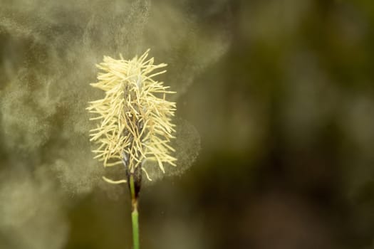 the fly of pollen