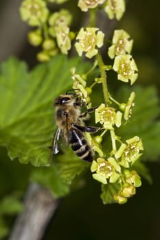 Bee on the currant flower