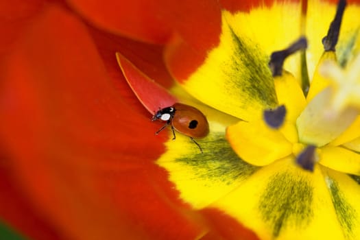 Ladybug on tulip flower