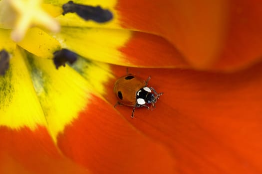 Ladybug on tulip flower