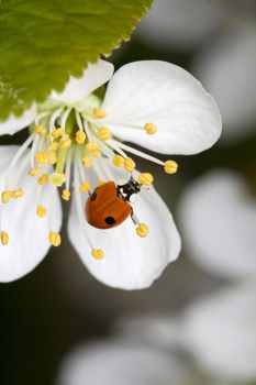 Ladybug on cherry flower