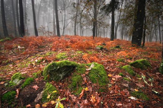 nice and cold autumn landscape