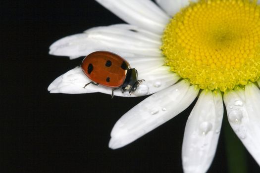 ladybug on camomile 