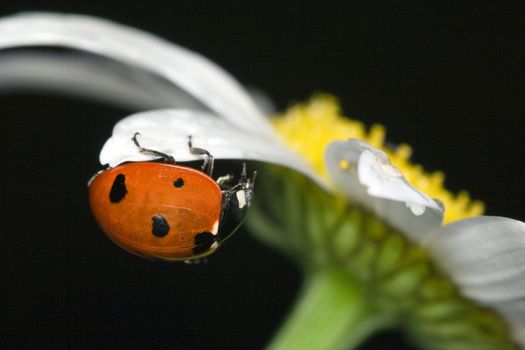 ladybug on camomile