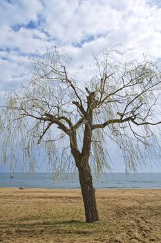 spring tree on the coast