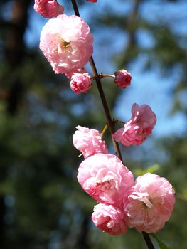 Pink flowers