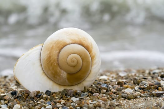 nautilus shell