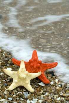 two starfishes on the beach