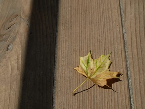 Autumn leaf on wooden background