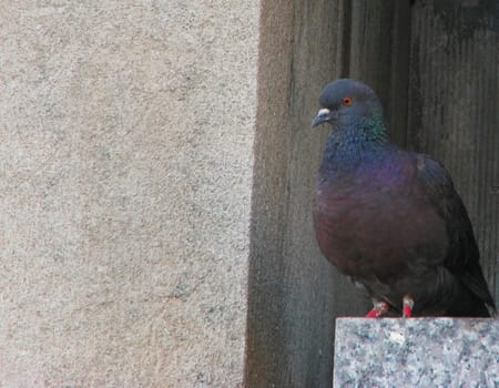 A pigeon sitting on the ledge of a building.
