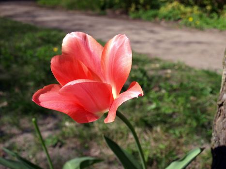 Beautiful red tulip    