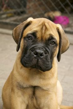 A bullmastiff puppy.