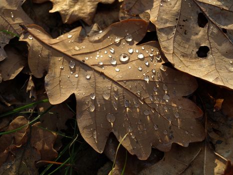 Autumn leaves with dewdrops        