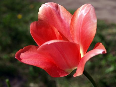 Beautiful red tulip, ideal for collage
