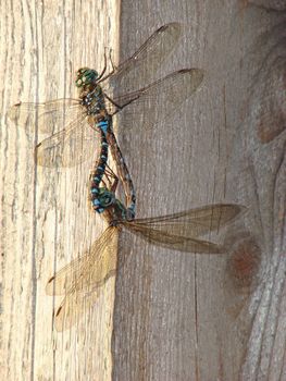 Two dragonfly mating on a piece of wood