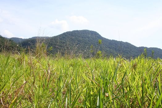 A hill in Sao Paulo, Brazil.