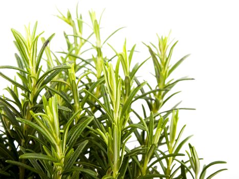 Fresh rosemary on white background