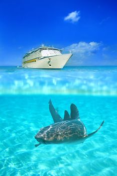 Nurse shark in the crystal clear waters at Grand Cayman, with a cruise liner above water in the background