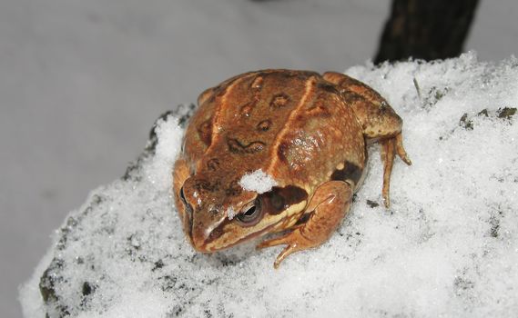 swamp toad, frog, winter, temperature -15C, Ural wood frog, paradox frog, beaded pyxie 