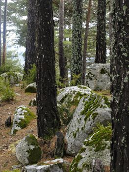 Forest at the Pyrenees of Andorra, Europe