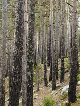 Forest at the Pyrenees of Andorra, Europe