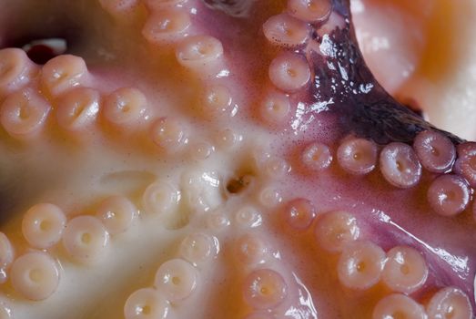 details of the tentacles and mouth of a squid