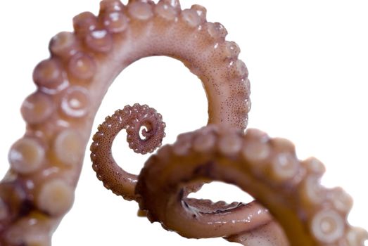 details of the tentacles of a squid