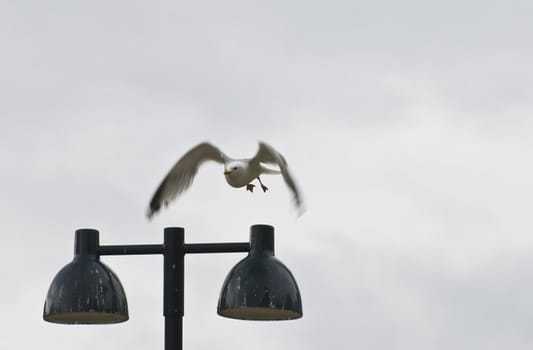 Bird flying 