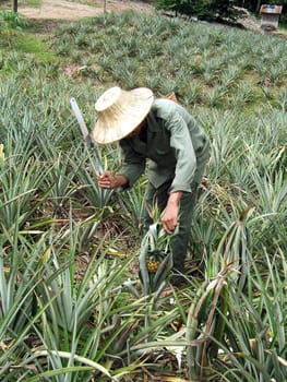 Man at work in pineapple field in Thailand