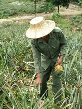 Worker in pineapple field in Thailand