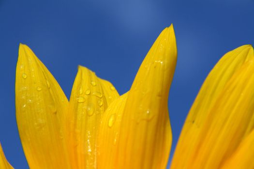 macro of sinflower petals and blue sky background