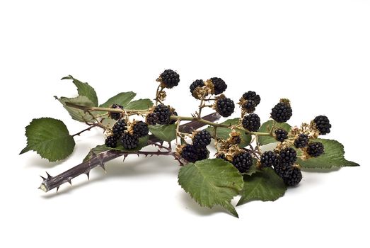 Blackberries isolated on a white background.