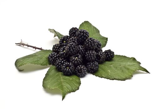 Blackberries isolated on a white background.