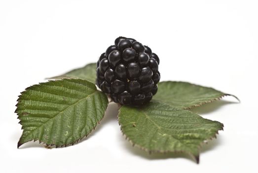 Blackberries isolated on a white background.