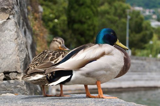 Mallard couple