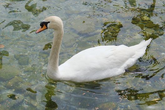 Mute Swans (Cygnus olor)