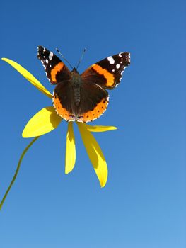 Monarch Butterfly on a yellow daisy flower