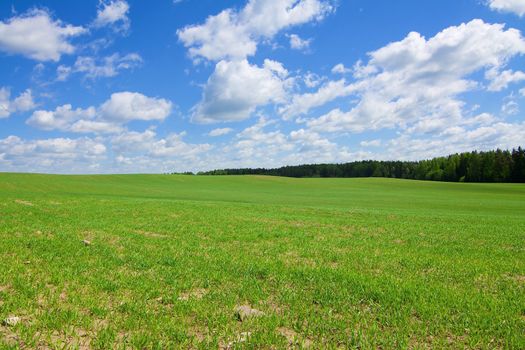 Green agricultural sow field with a blue sky