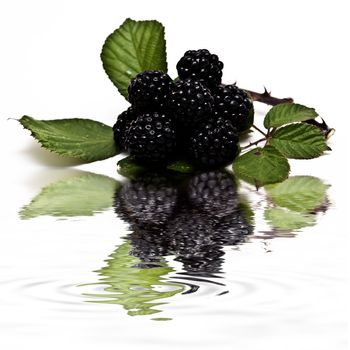 Blackberries isolated on a white background.