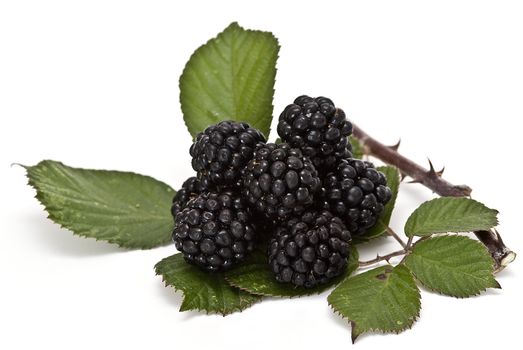 Blackberries isolated on a white background.