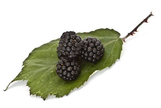 Blackberries isolated on a white background.