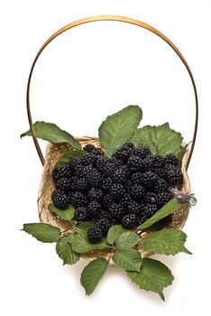 Blackberries isolated on a white background.