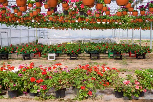 Glasshouse with pelargoniums