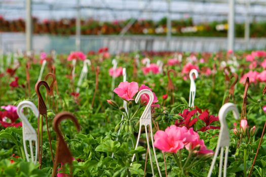 Glasshouse with pelargoniums