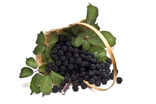 Blackberries isolated on a white background.