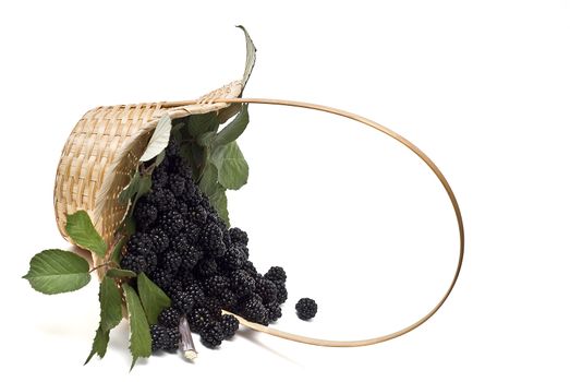 Blackberries isolated on a white background.